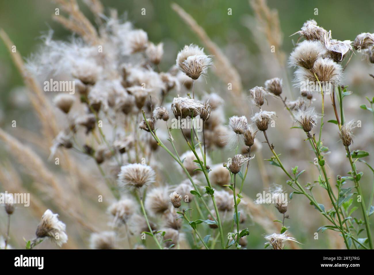 Cirsium arvense - sow thistle, weed in autumn with seeds in wild Stock Photo