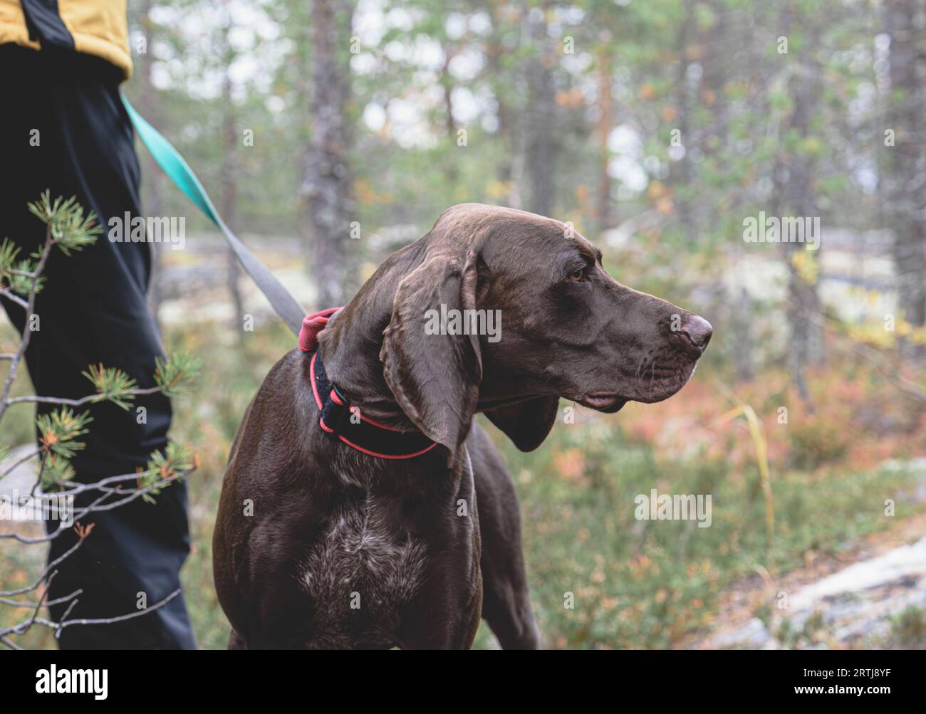 German Shorthaired Pointer dog waiting hunt to start in Fall woods Stock Photo