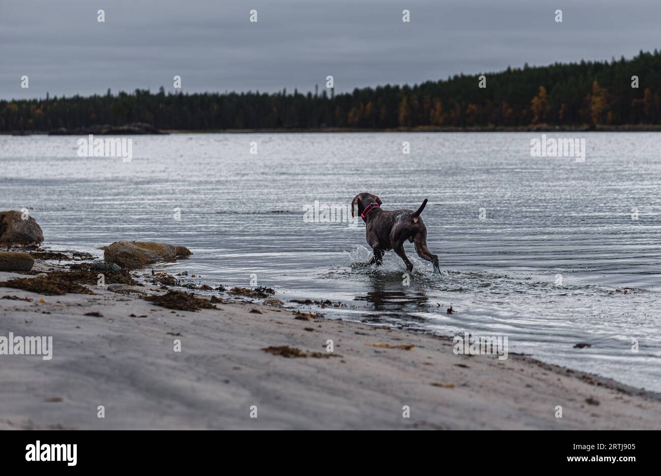 Dog playing in sea water during evening walk at beach on Fall day Stock