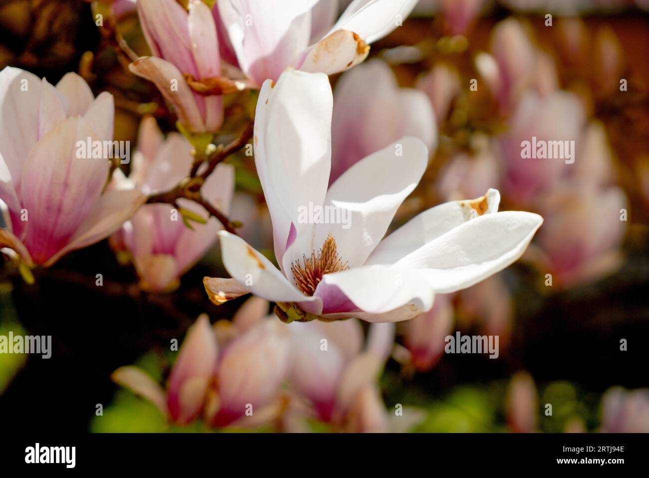 Magnolia tree in bloom with pink flowers against a blue sky on the bush ...