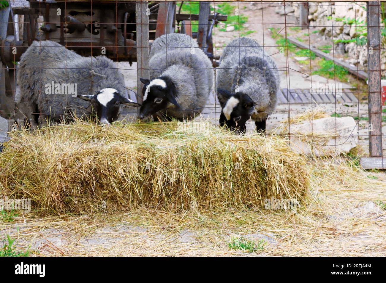 Three sheep eating straw in Old Orhei Archaeological Park, Trebujeni commune, Moldova Stock Photo
