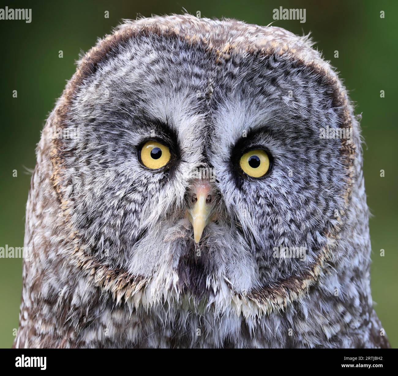 Very detailed Great Grey Owl head isolated on green background Stock Photo