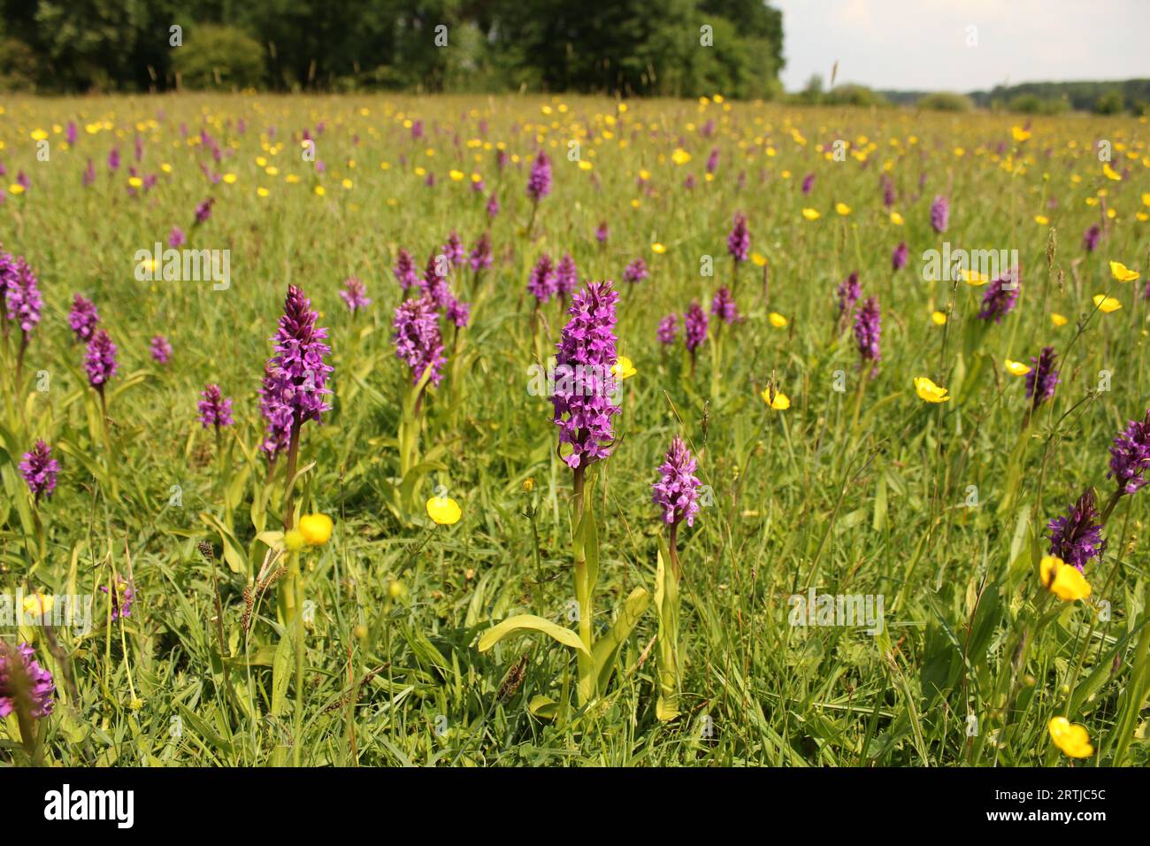 a wet grassland with lots of purple wild marsh orchids and yellow buttercups and rattles in springtime Stock Photo