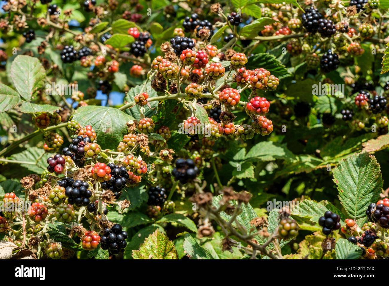 Gathering of blackberries Cueillette de mures Stock Photo Alamy