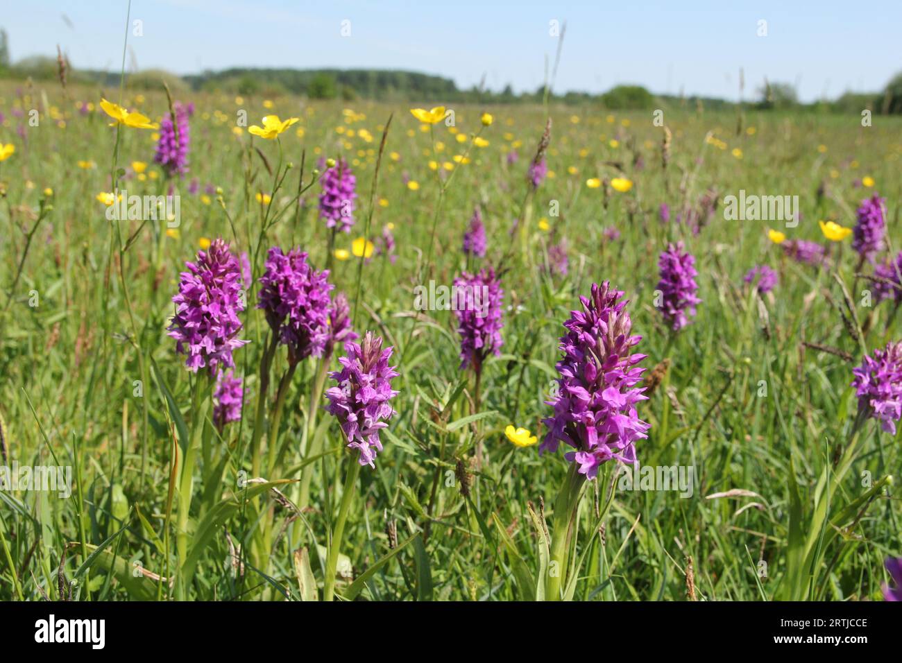 a group purple wild orchids in a low yield pasture with buttercups and rattles in a nature reserve Stock Photo