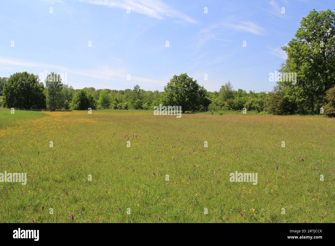 a flowering meadow with purple orchids and yellow buttercups with trees of a forest and a blue sky in the background in springtime Stock Photo