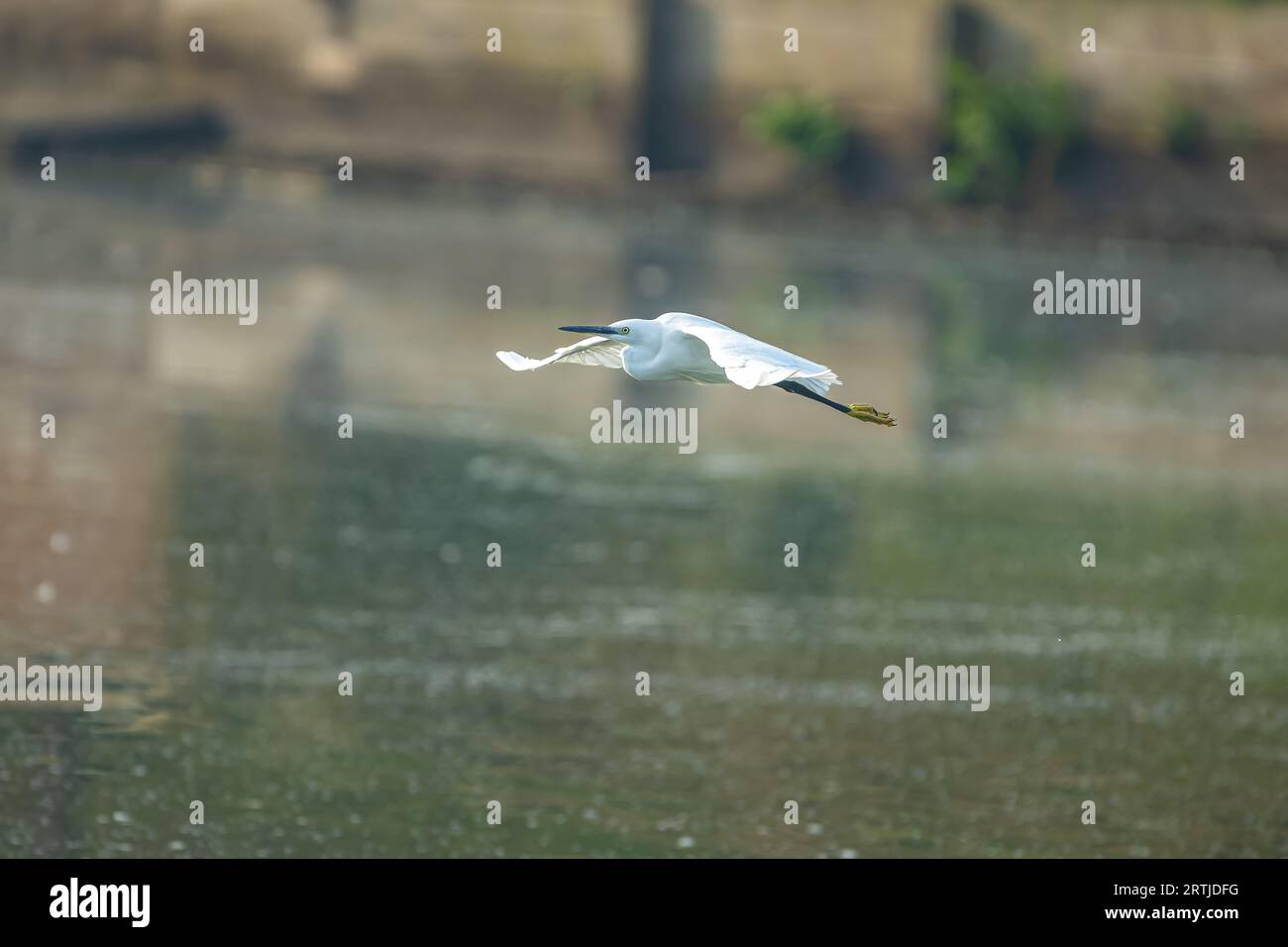 Little egret flying right to left over pond lake in Richmond Park. Stock Photo