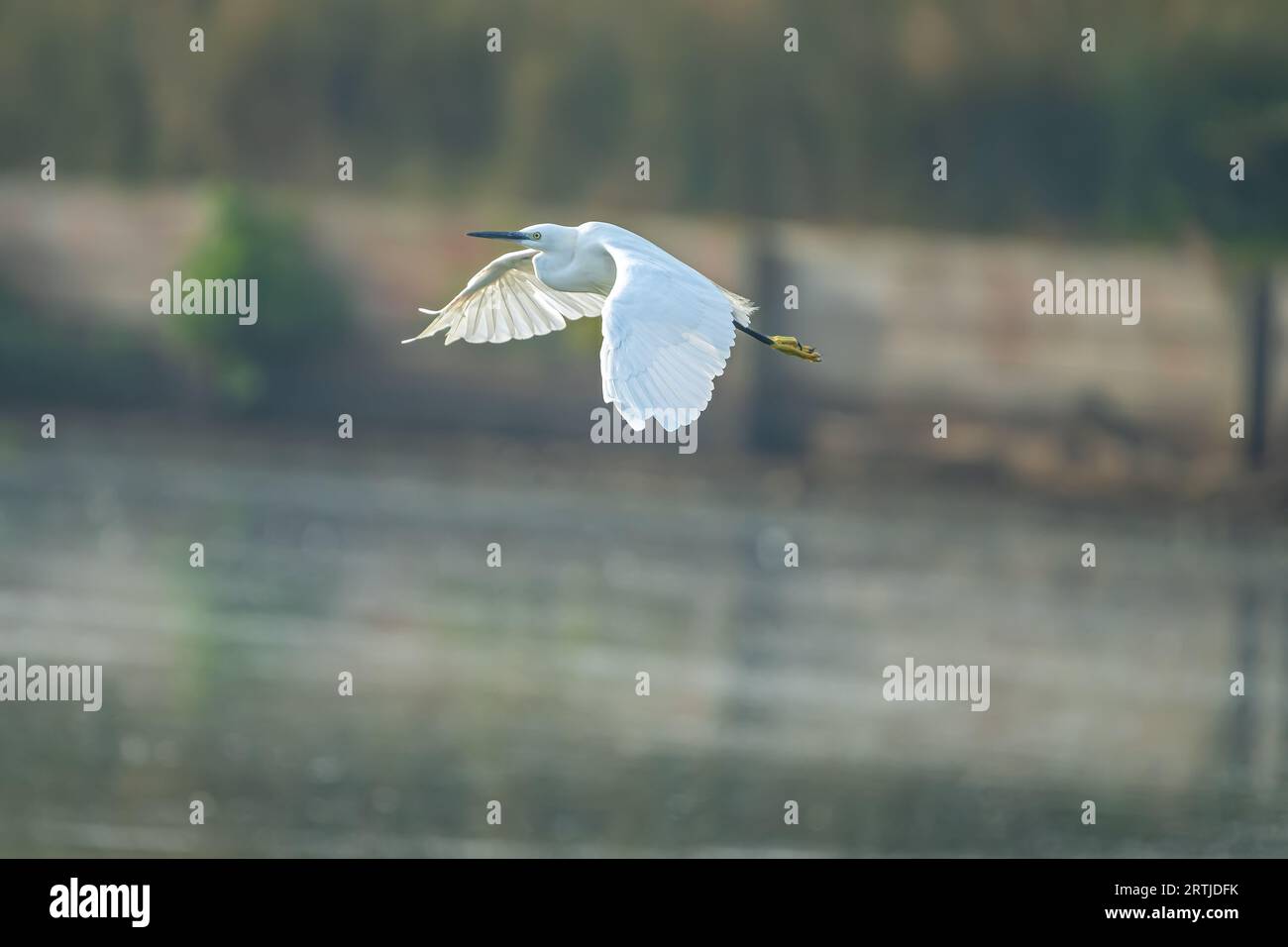 Little egret flying right to left over pond lake in Richmond Park. Stock Photo