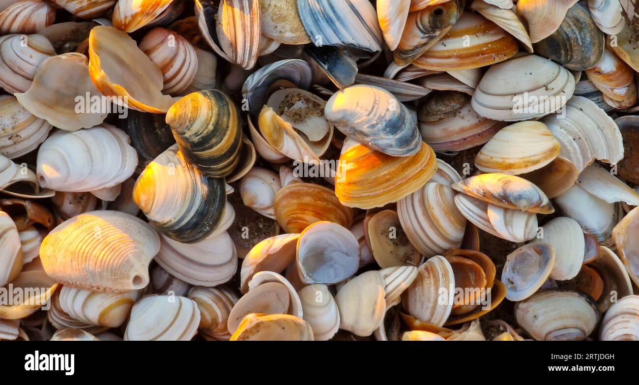 Collection of colored shells on the beach Stock Photo