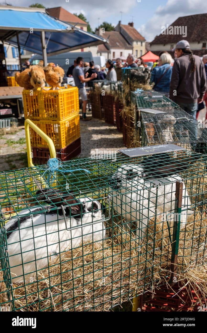 Rabbit kept in cage during a market Lapins tenus en cage pendant un