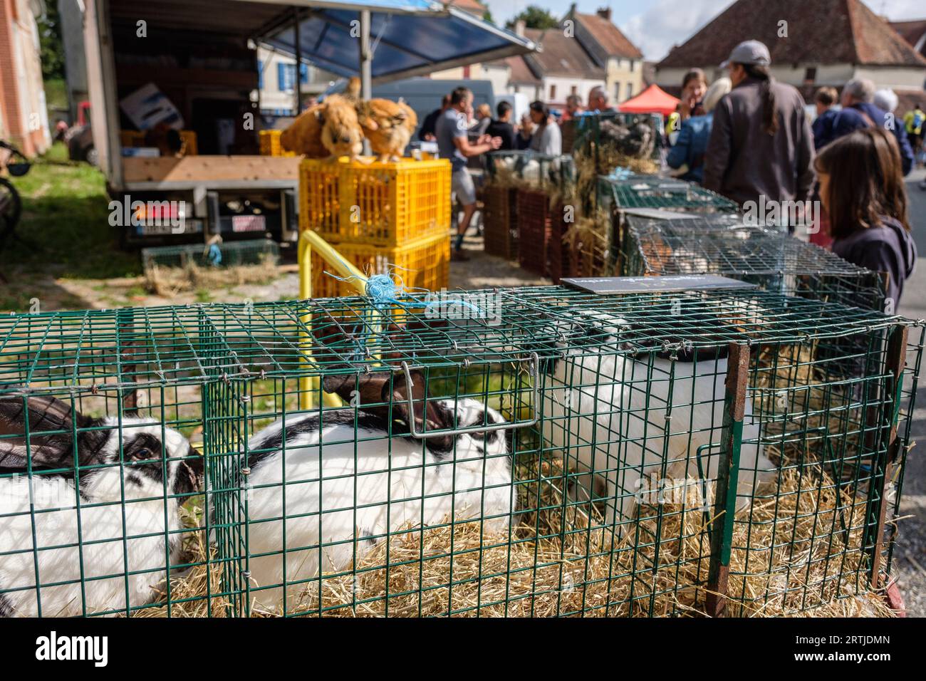 Rabbit kept in cage during a market Lapins tenus en cage pendant un