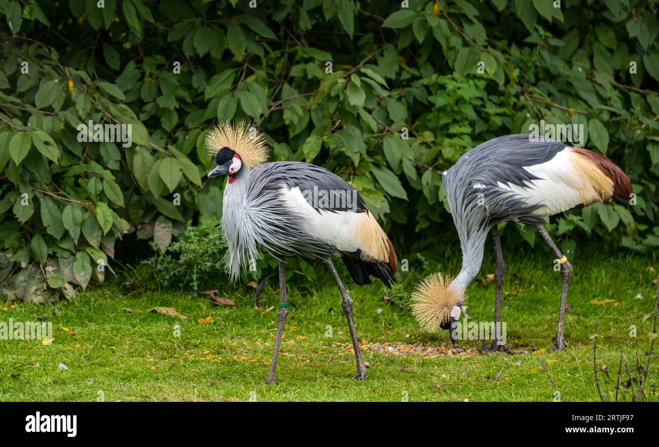 Scottish Borders, Scotland, UK, 13th September 2023. Bird Garden Scotland conservation: the small reserve devotes itself to the conservation of threatened species from Scotland and across the world. Pictured: Credit: a pair of grey crowned crane (Balearica regulorum). Sally Anderson/Alamy Live News Stock Photo