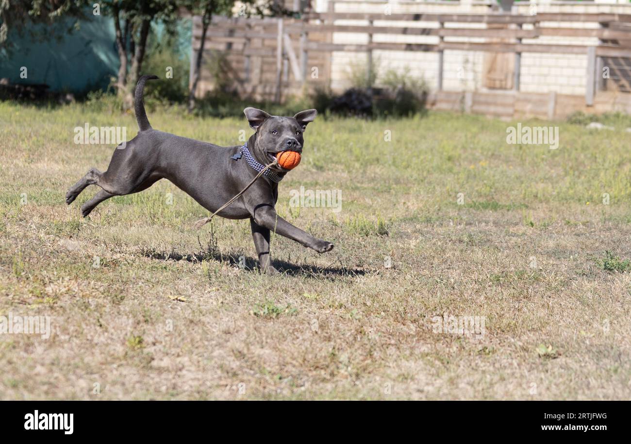 Beautiful staffordshire bull terrier portrait on a green lawn close-up. Blue stuffy with tongue out. Blue american staffordshire terrier, amstaff. Cut Stock Photo