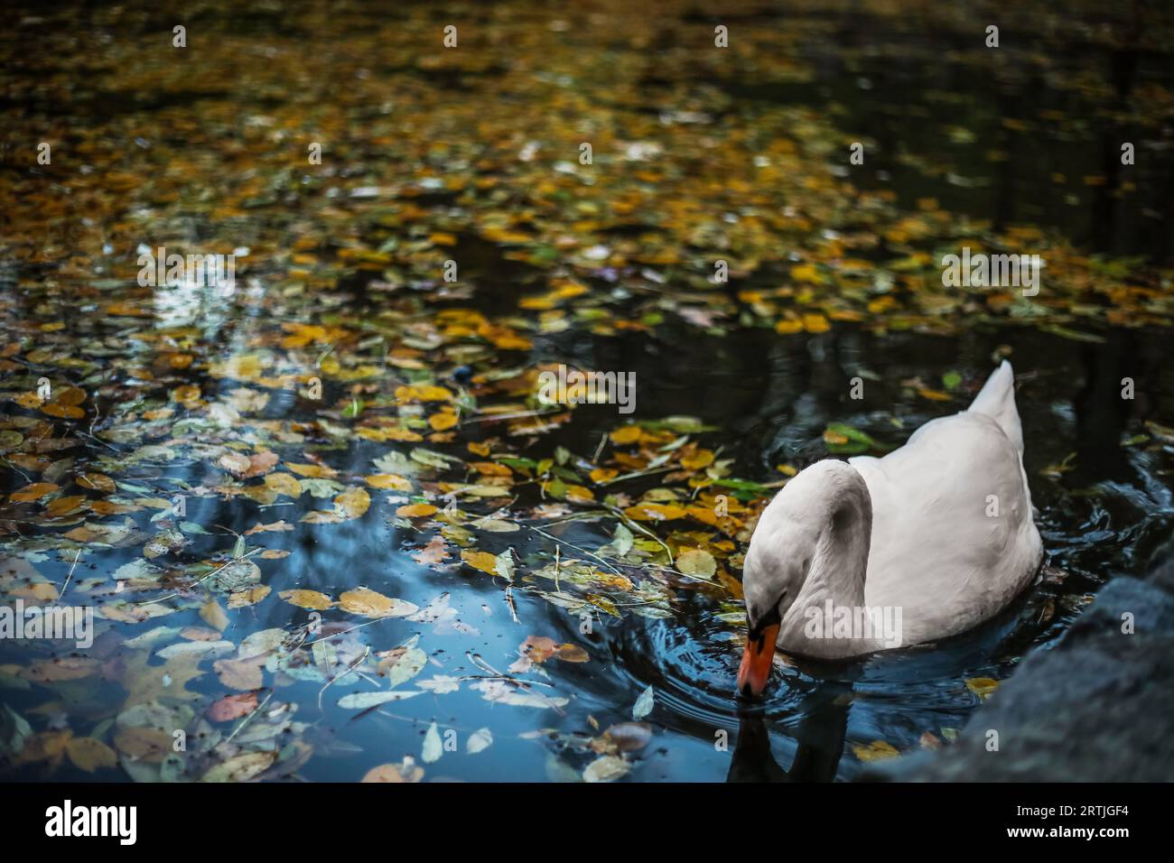 Beautiful swan swimming in lake on autumn day Stock Photo - Alamy