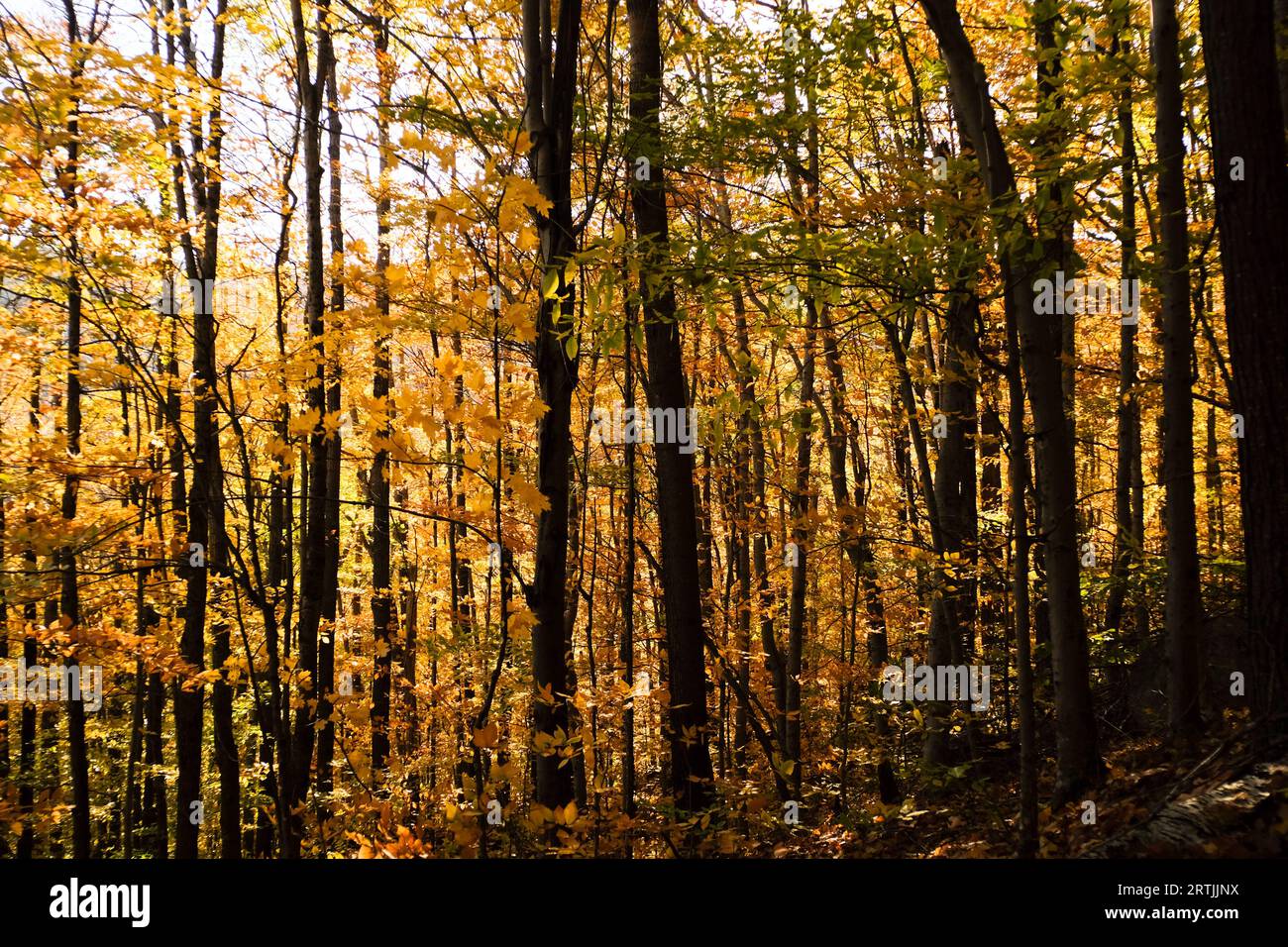 autumn in the forest Stock Photo - Alamy