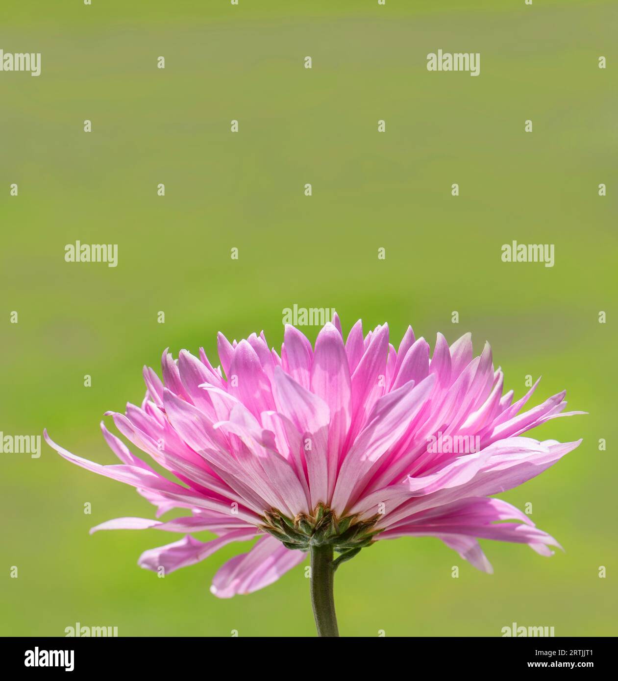 Blooming single pink chrysanthemum flower with a soft green background, room for text Stock Photo