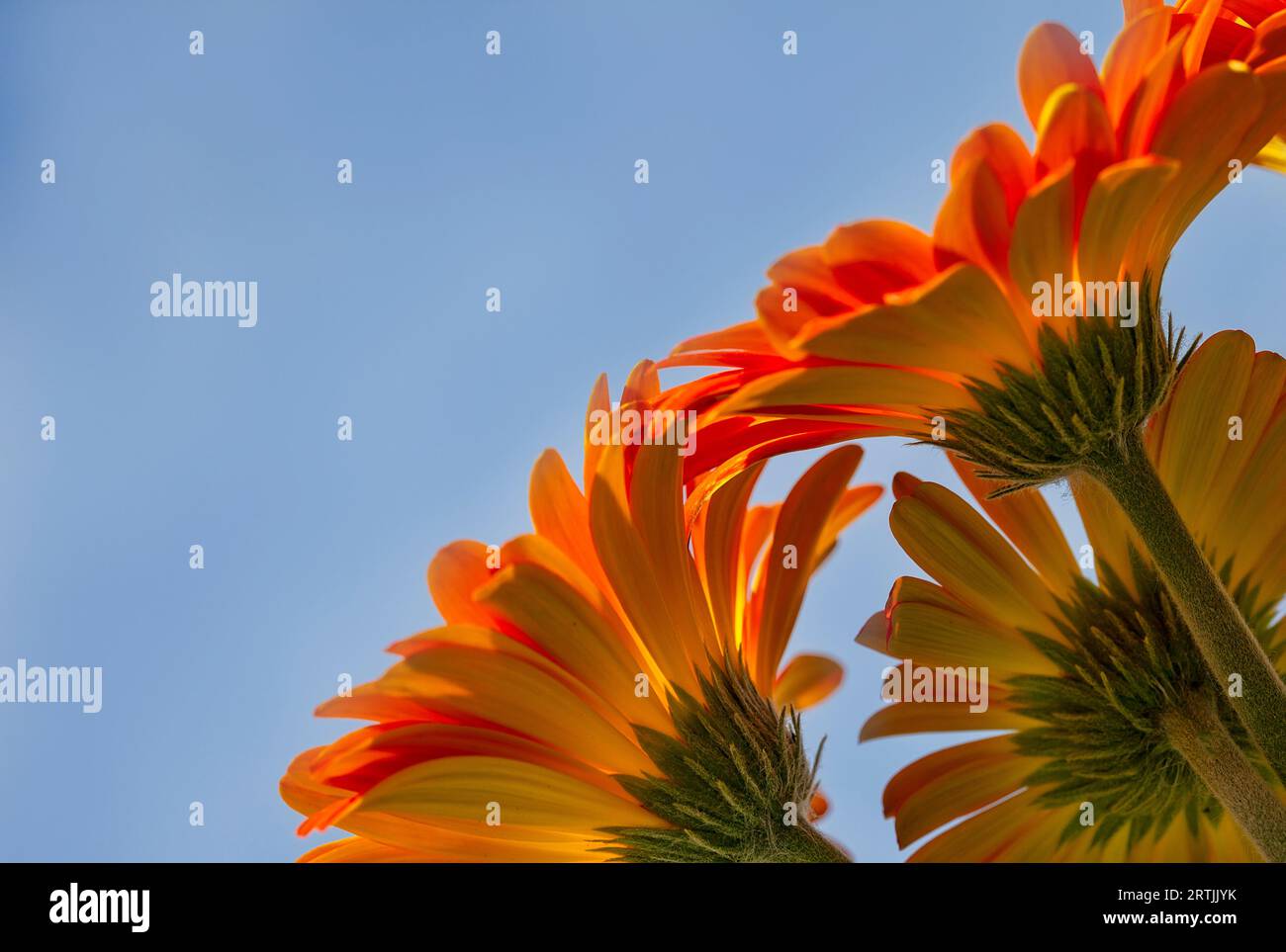 Bright orange Gerber Daisies, in full bloom, on a blue sky background, room for text Stock Photo