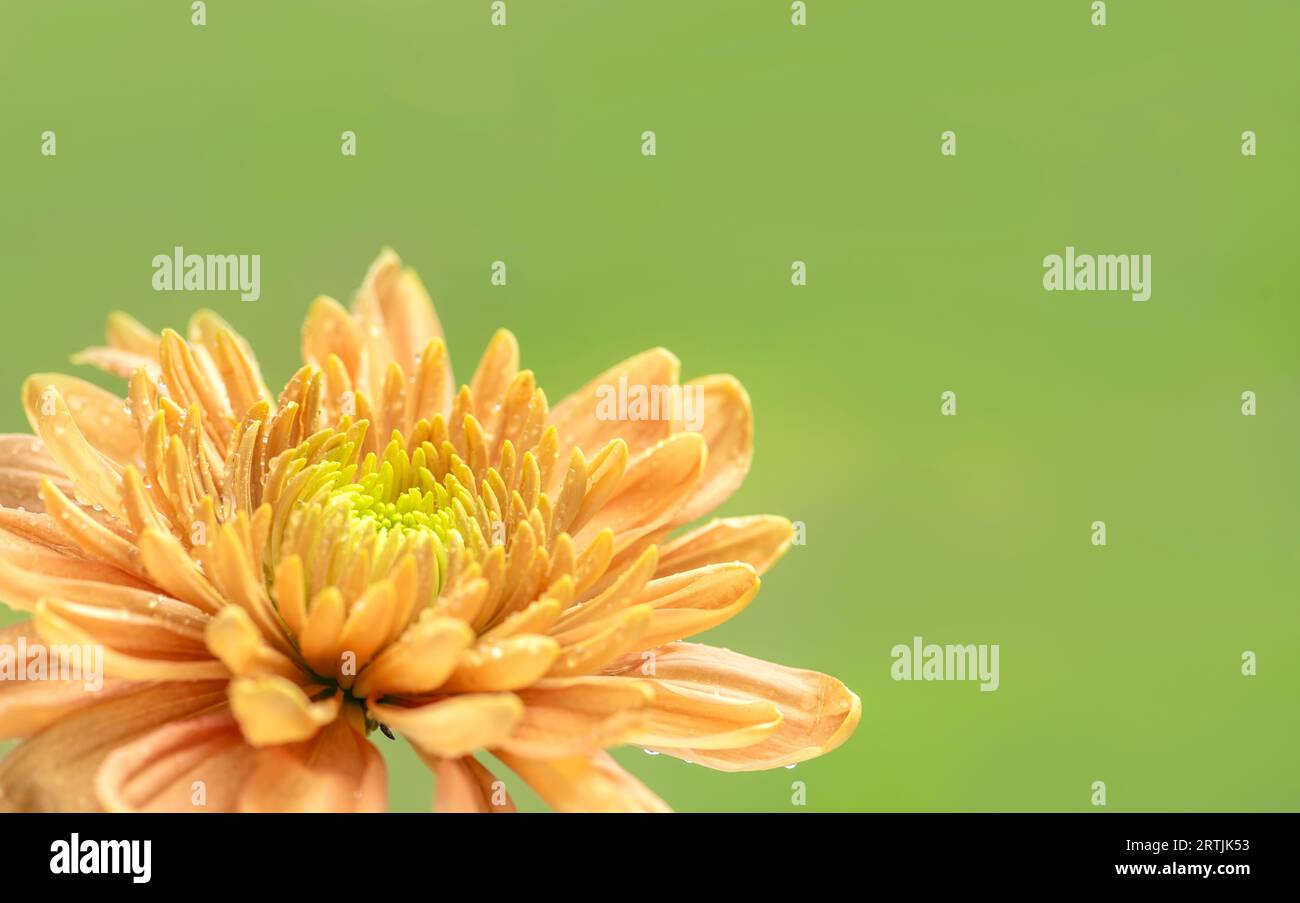 Orange Chrysanthemum flower in corner with soft green background, room for text Stock Photo