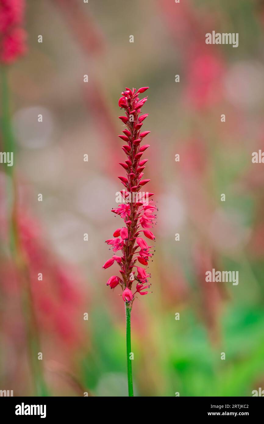 Orange helenium blue flowers hi-res stock photography and images - Alamy