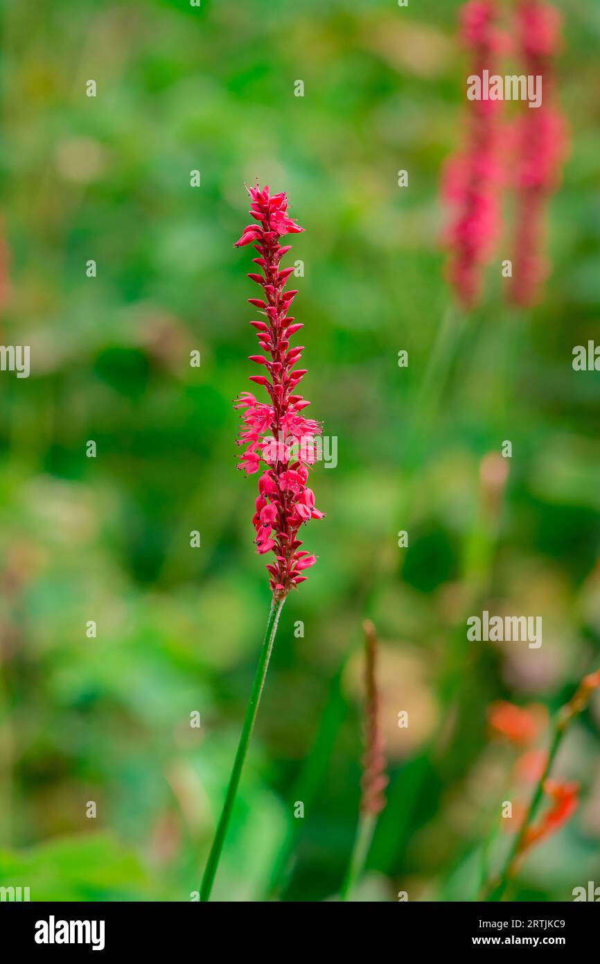 Orange helenium blue flowers hi-res stock photography and images - Alamy