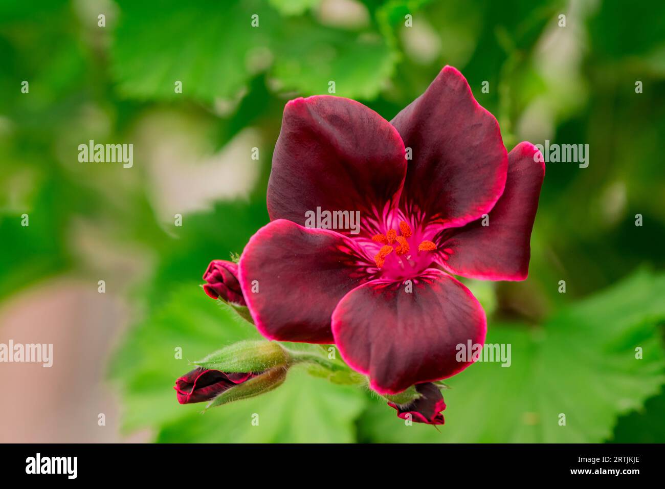close up flowers in the autumn garden Stock Photo - Alamy