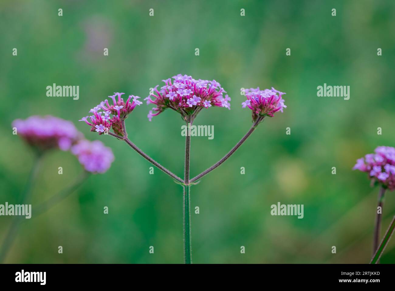 Orange helenium blue flowers hi-res stock photography and images - Alamy