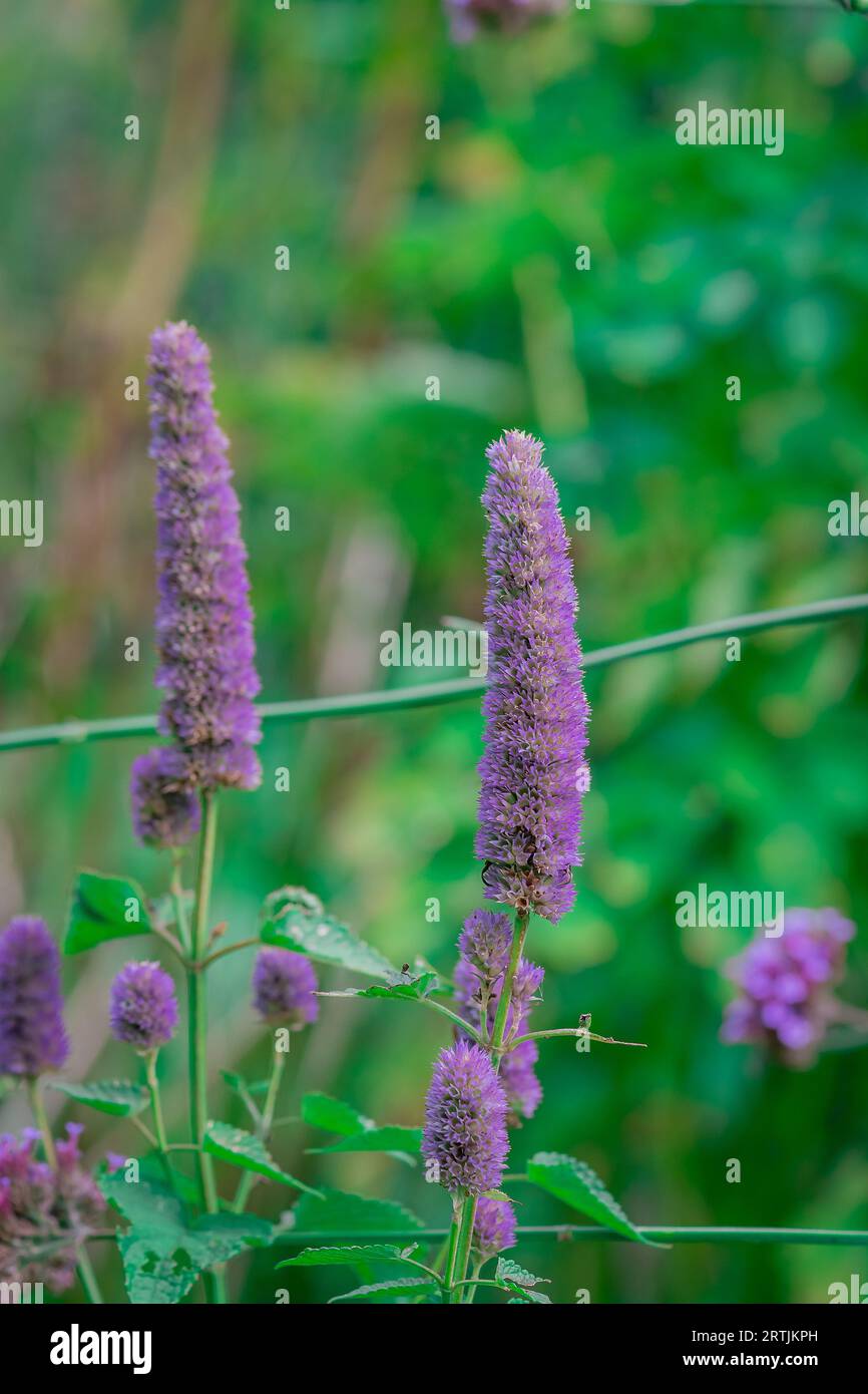 Orange helenium blue flowers hi-res stock photography and images - Alamy