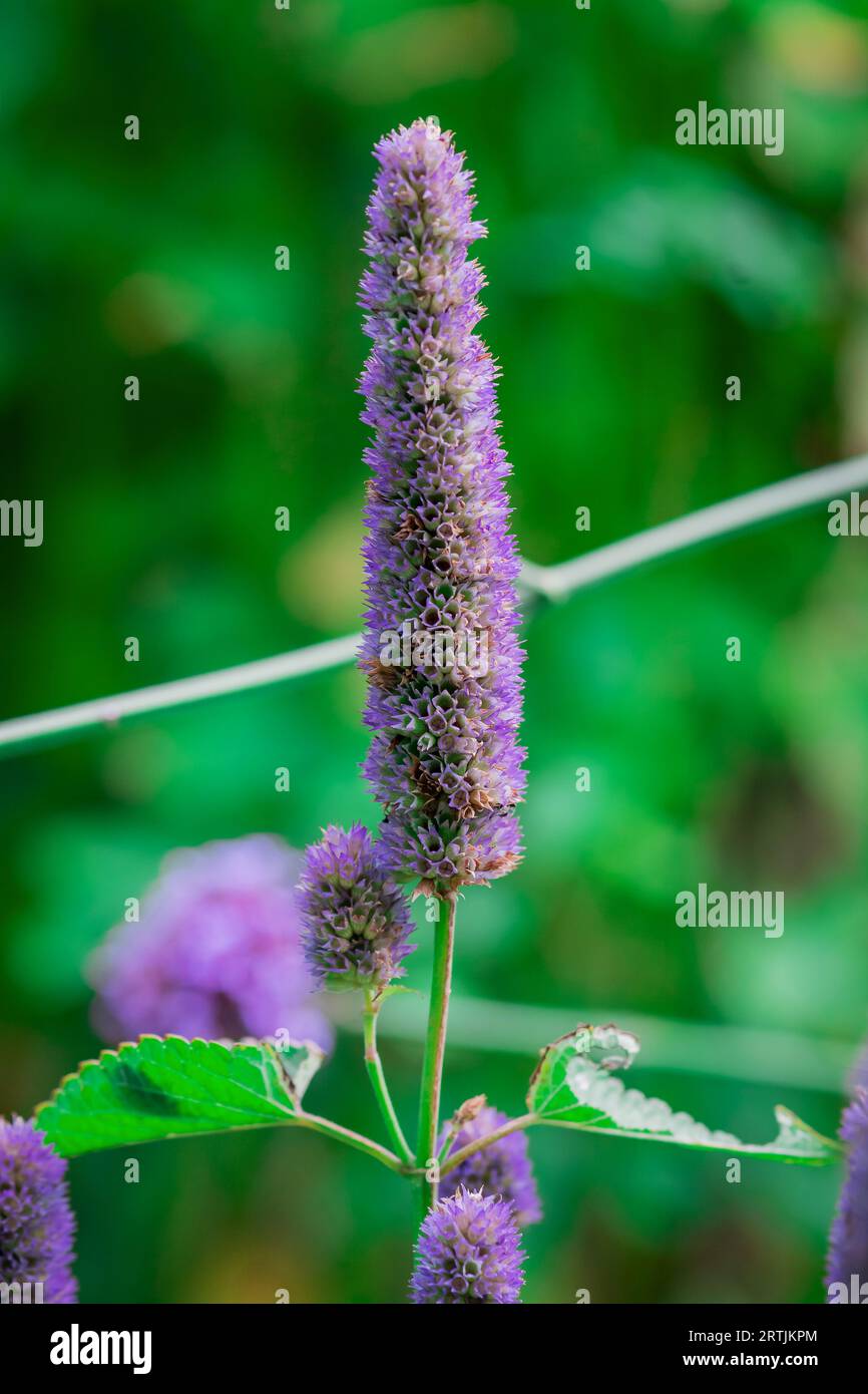 Orange helenium blue flowers hi-res stock photography and images - Alamy