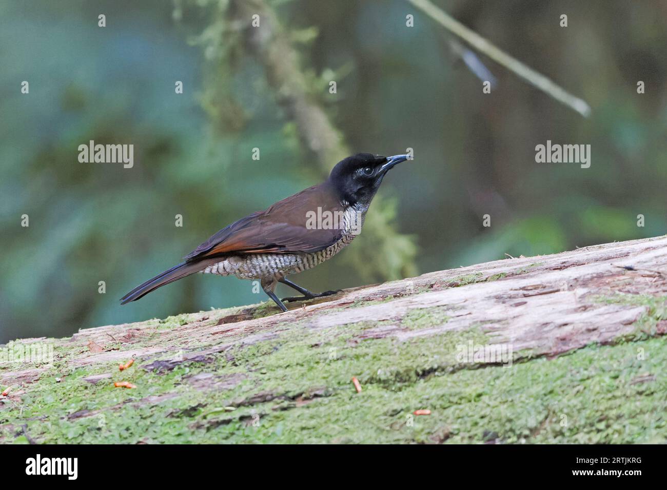Female Superb Bird of Paradise on a display log West Papua Indonesia Stock Photo