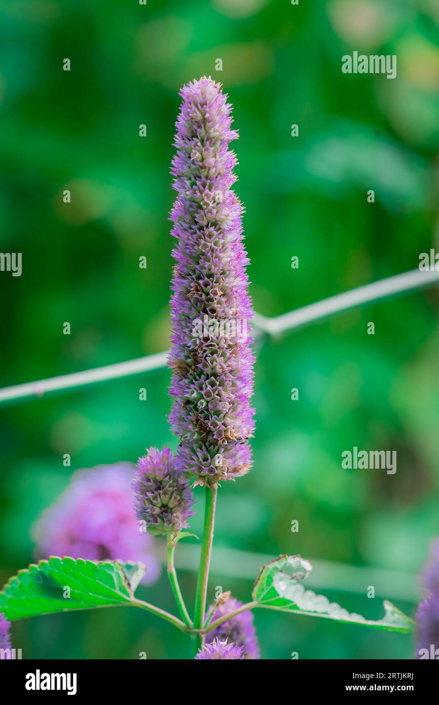Orange helenium blue flowers hi-res stock photography and images - Alamy