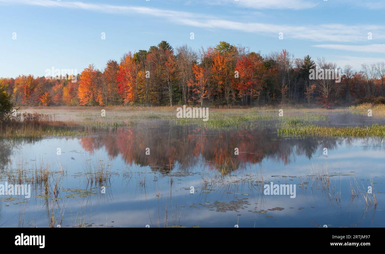 Fall autumn trees reflecting on still water lake with morning fog Stock ...