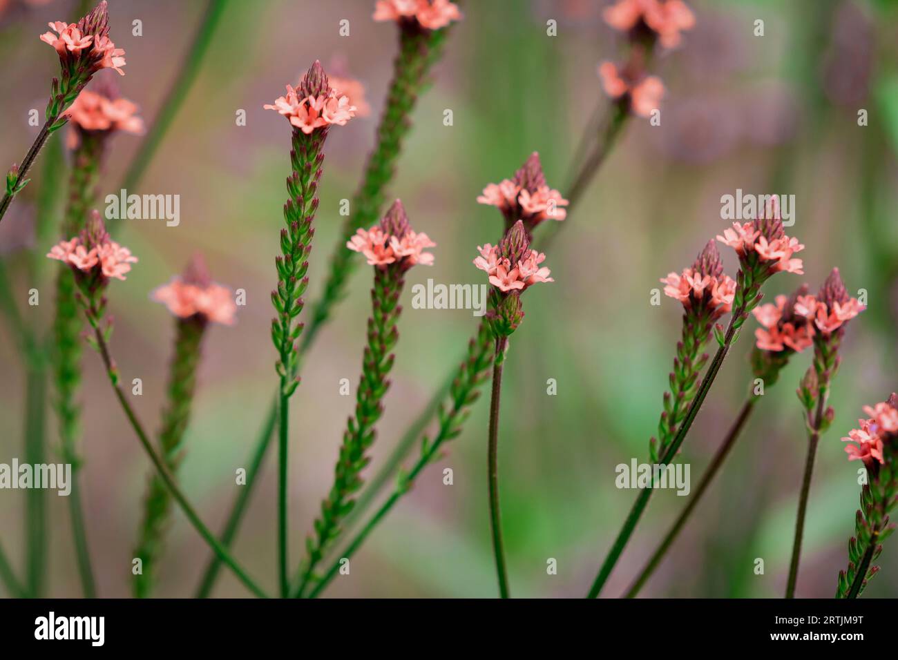 Orange helenium blue flowers hi-res stock photography and images - Alamy