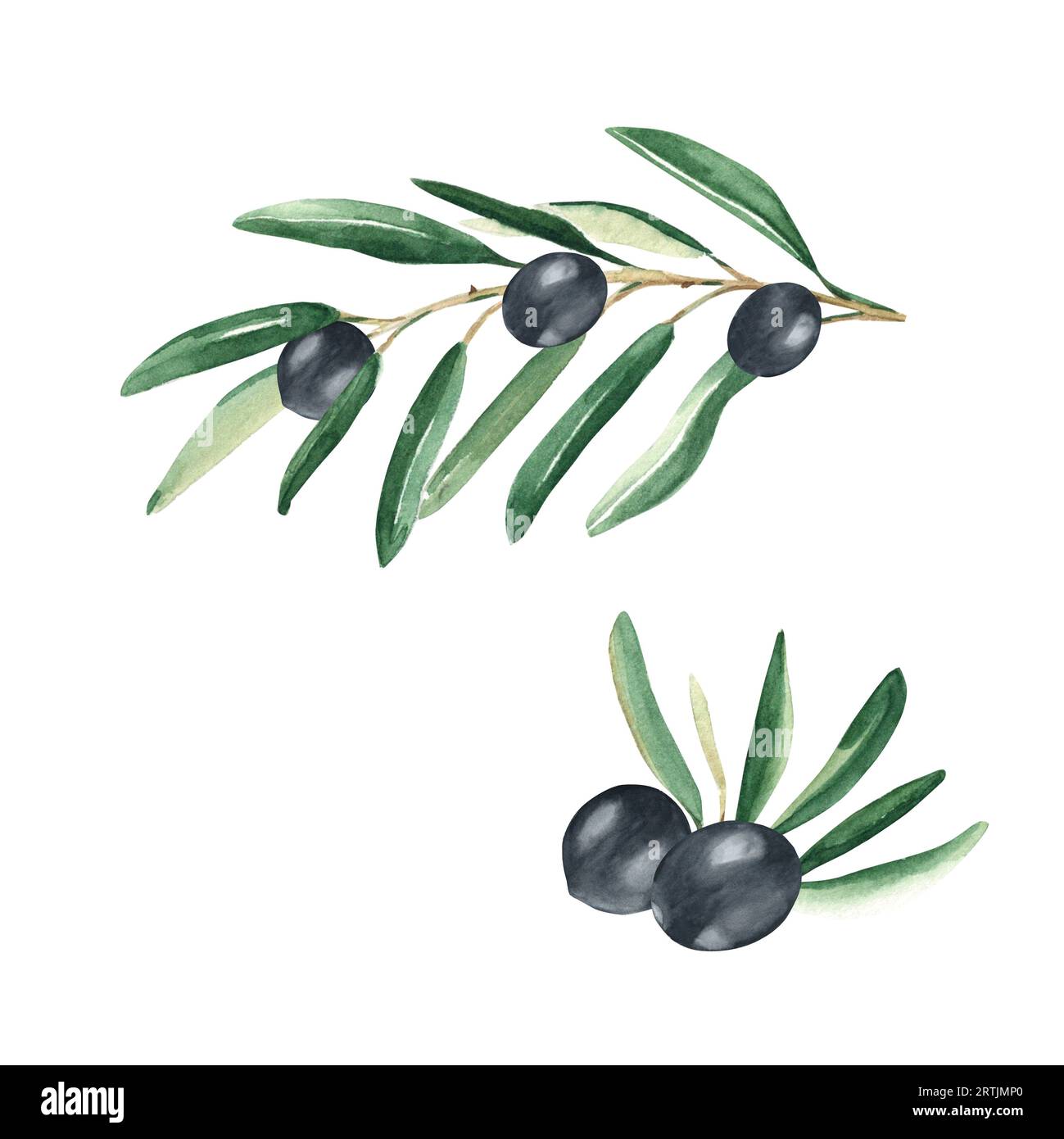 Olive branches with black olives set isolated on white background ...