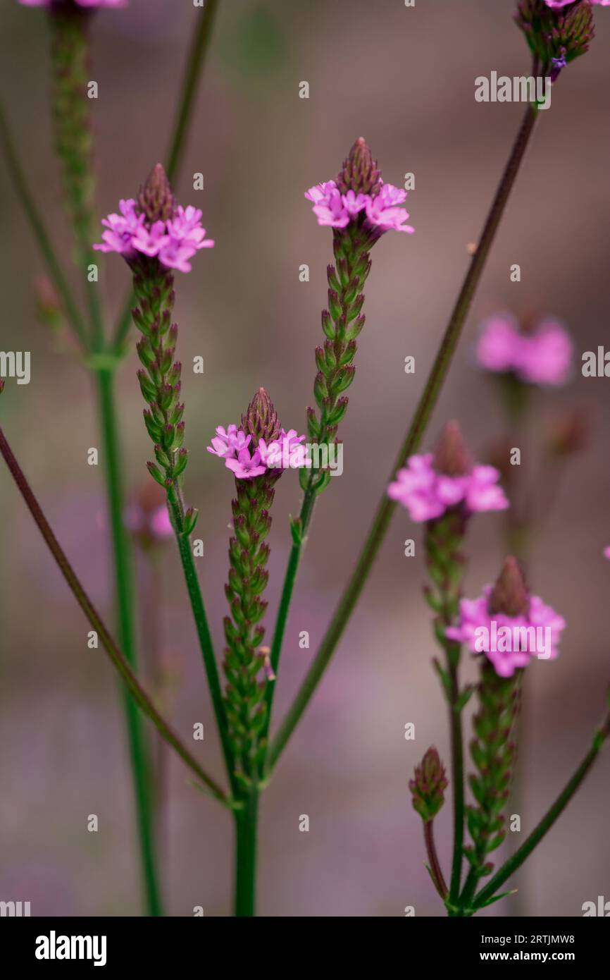 Orange helenium blue flowers hi-res stock photography and images - Alamy