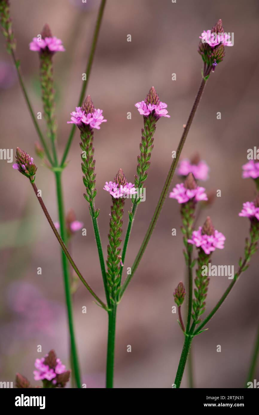 Orange helenium blue flowers hi-res stock photography and images - Alamy
