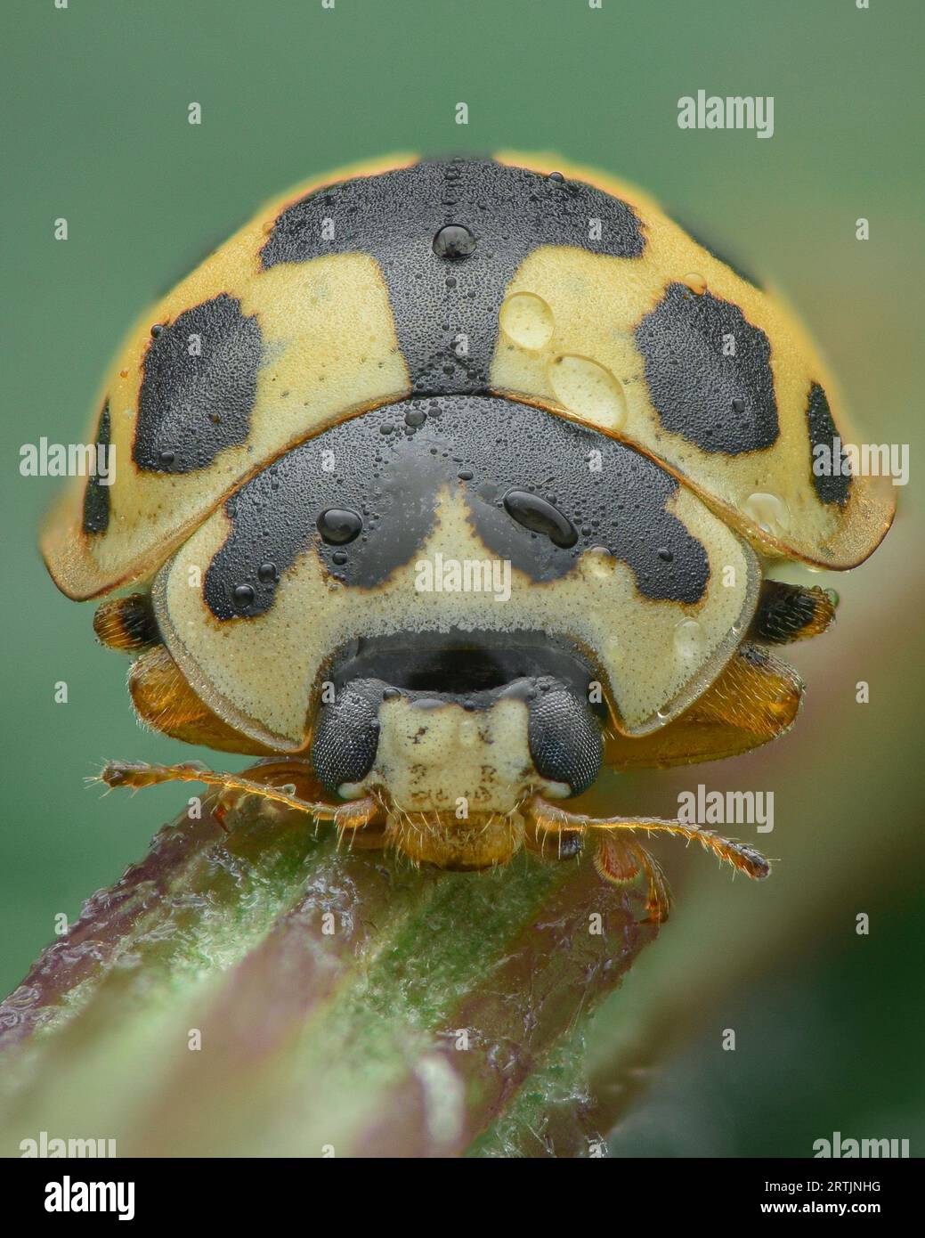 Portrait of a black and yellow lady bug or lady beetle with morning dew, green background