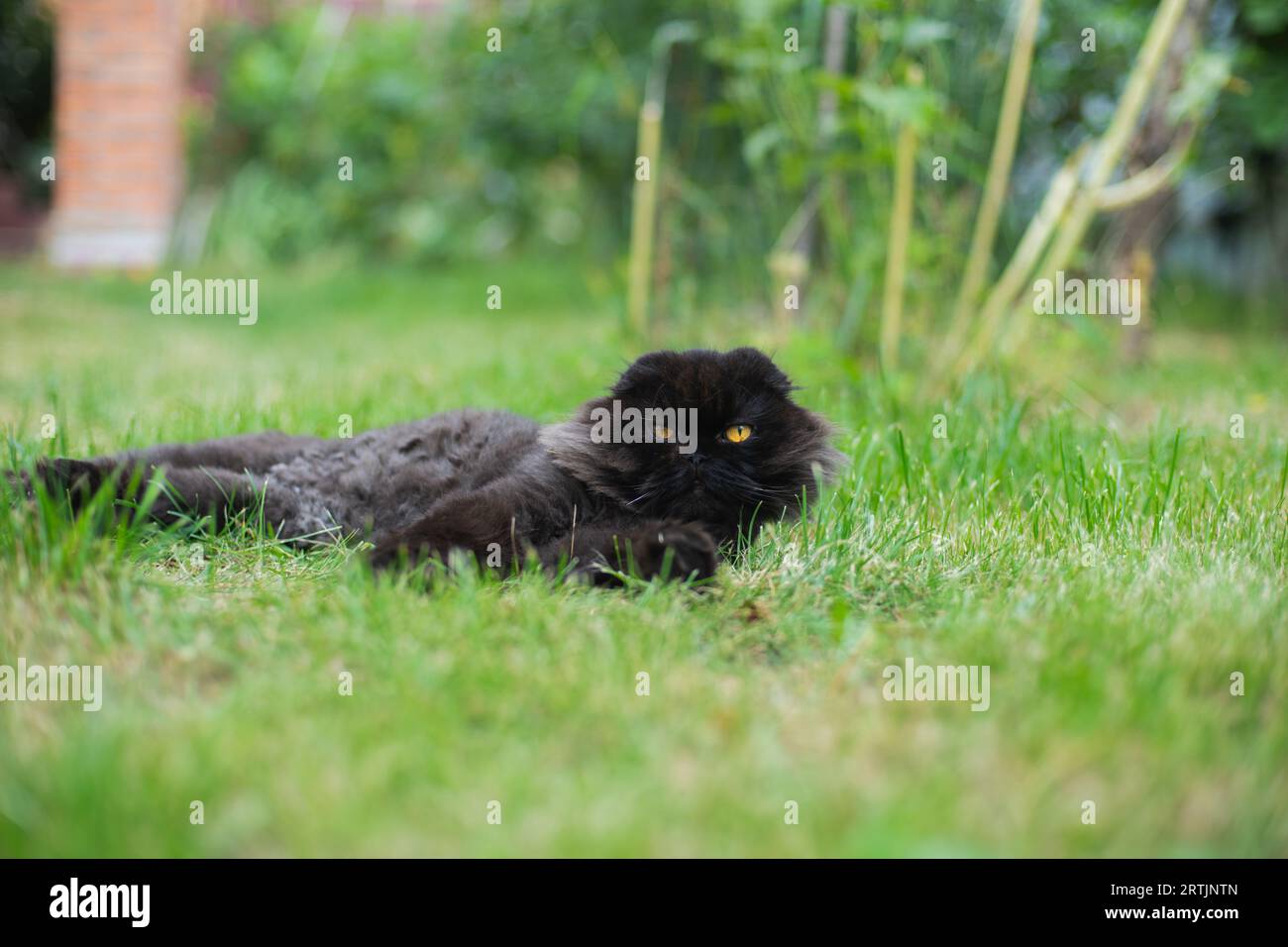Black cat on grass hi-res stock photography and images - Alamy