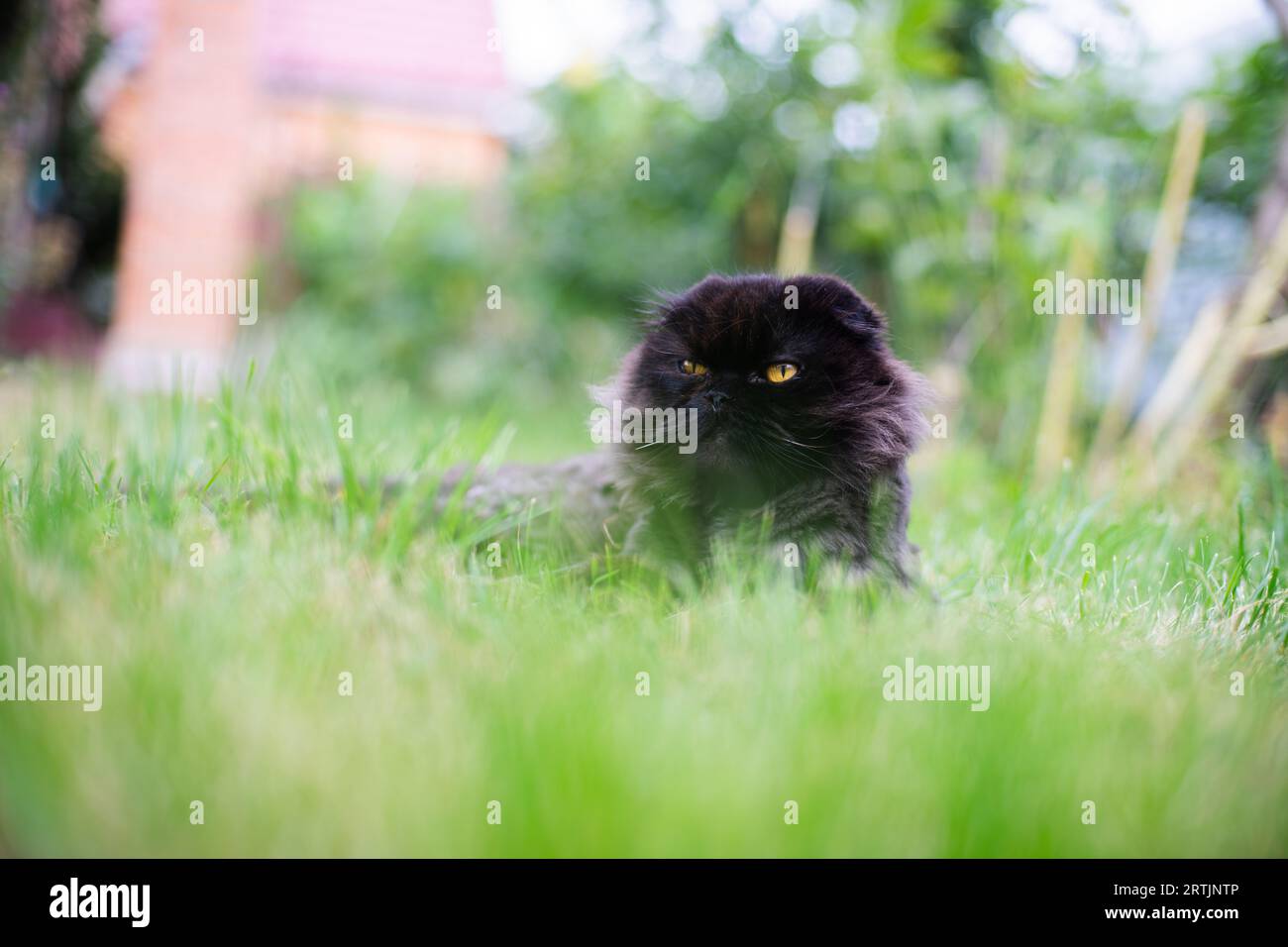 Black cat lying on grass hi-res stock photography and images - Alamy