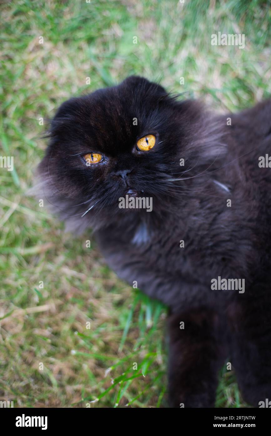 Black cat lying on green grass Stock Photo