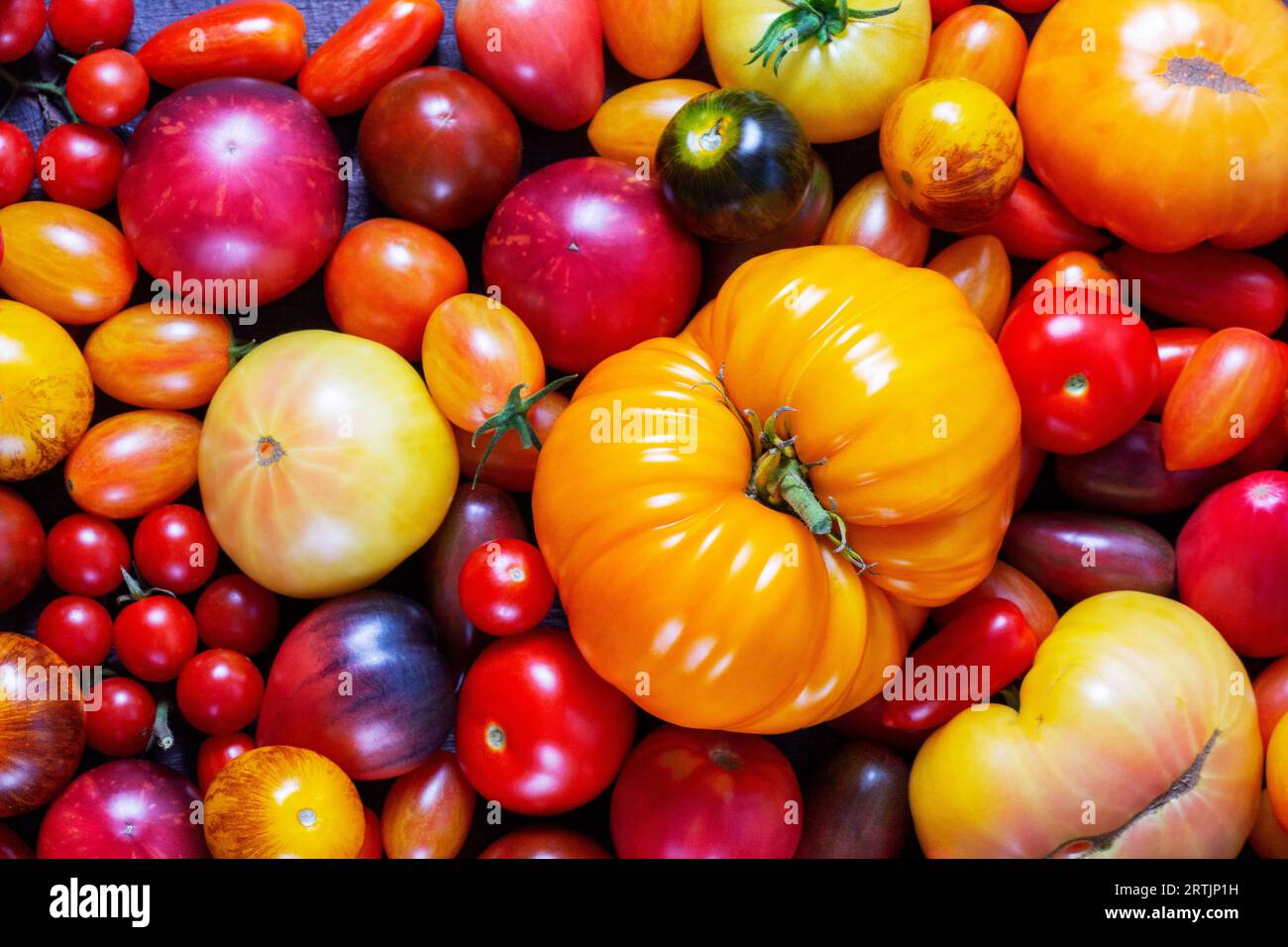 Tomatoes of various varieties and sizes on an iron tray on a wooden ...