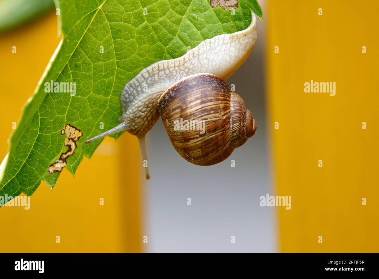 A vineyard snail on the leaf of a plant Stock Photo