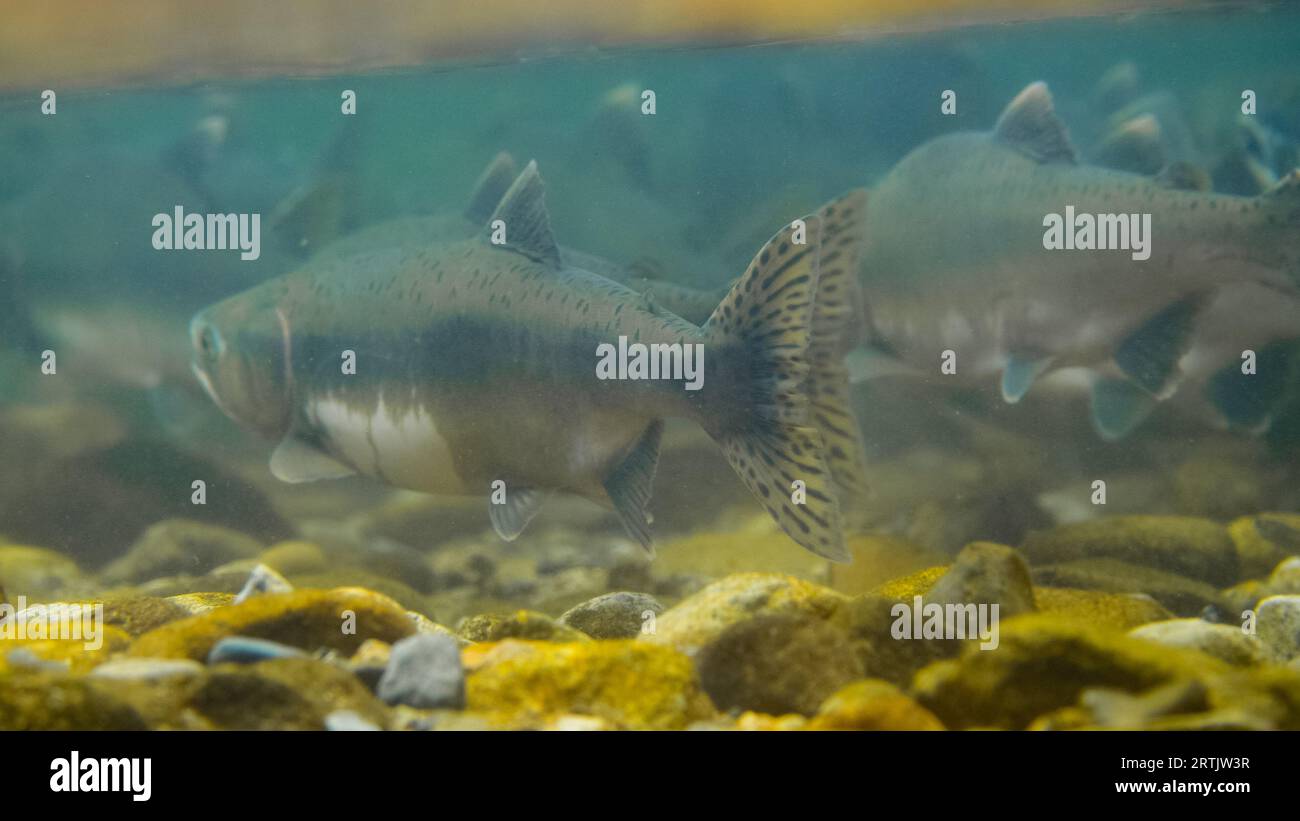 Female Pink Salmon, displaying spawning colours, ina. shallow gravel bar in Canada. Stock Photo
