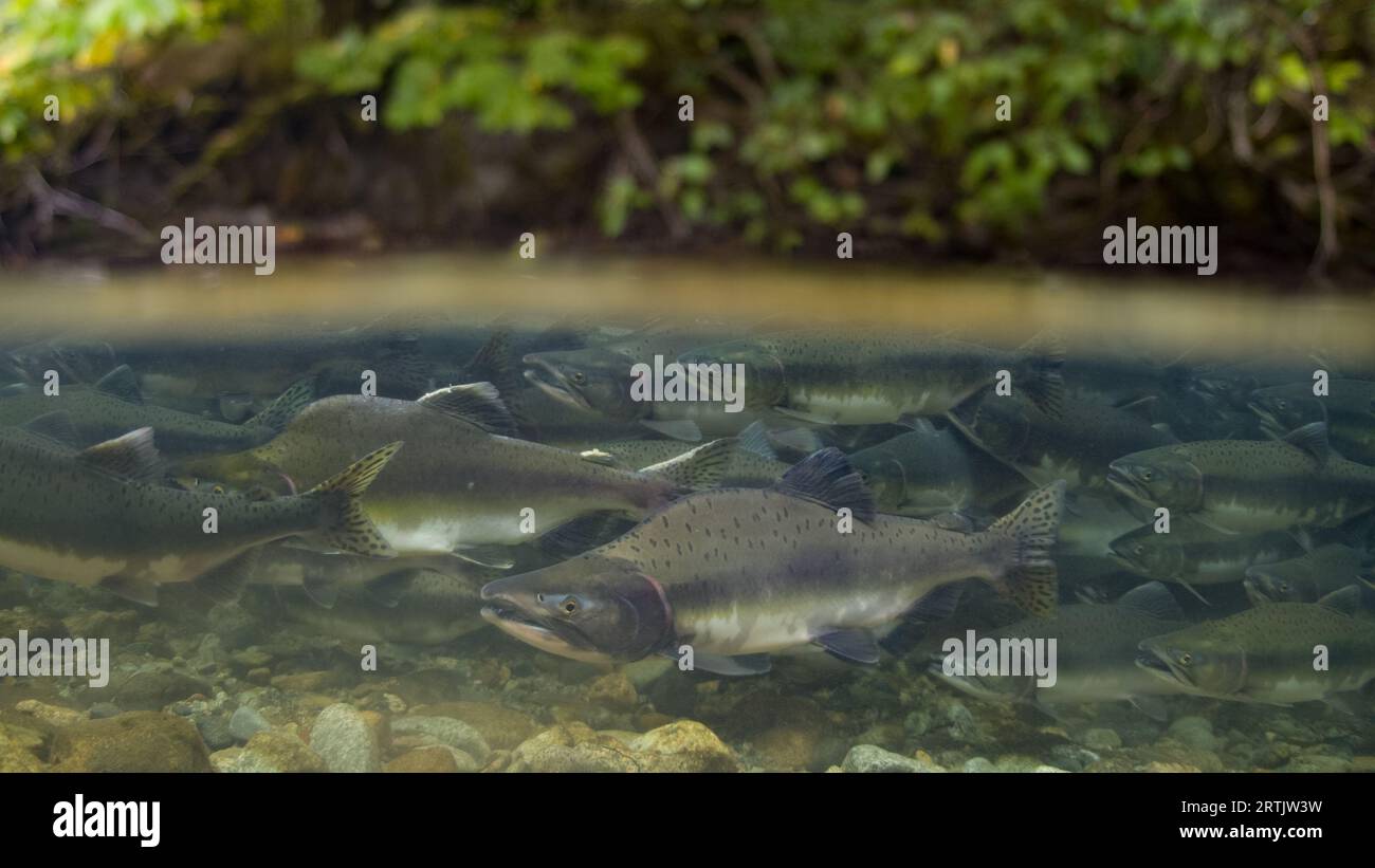 Large school of Pink salmon with a male salmon displaying spawning colours  in front Stock Photo - Alamy