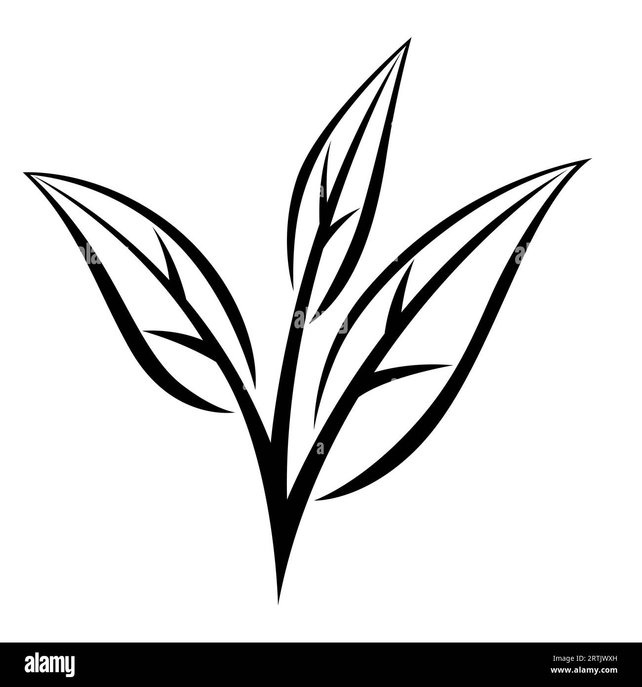 Leaves of black tea. Illustration of traditional drink Stock Vector