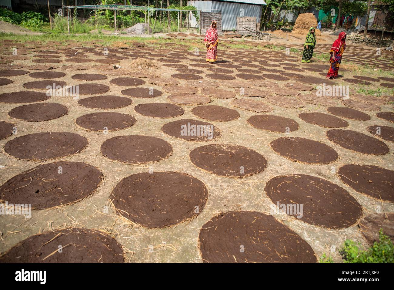 Rural women drying cow dung to be used for fuel for cooking. Austogram