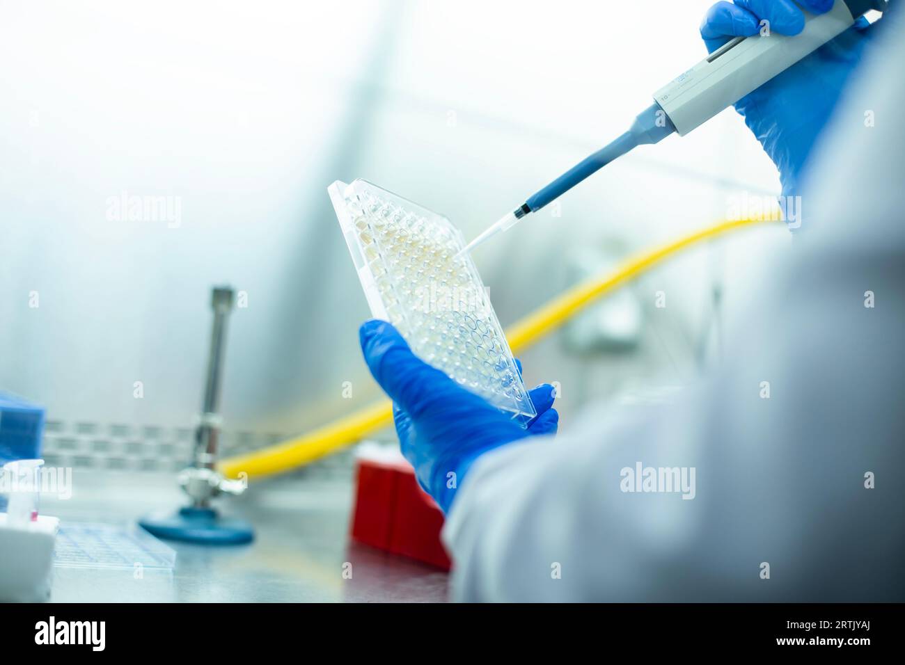 cell culture and microbiology laboratory,  cancer biology Stock Photo