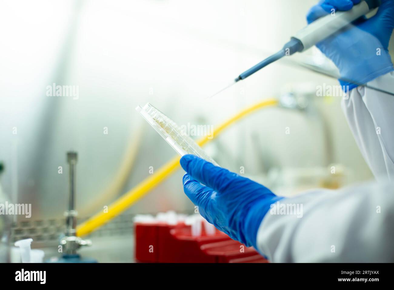cell culture and microbiology laboratory,  cancer biology Stock Photo