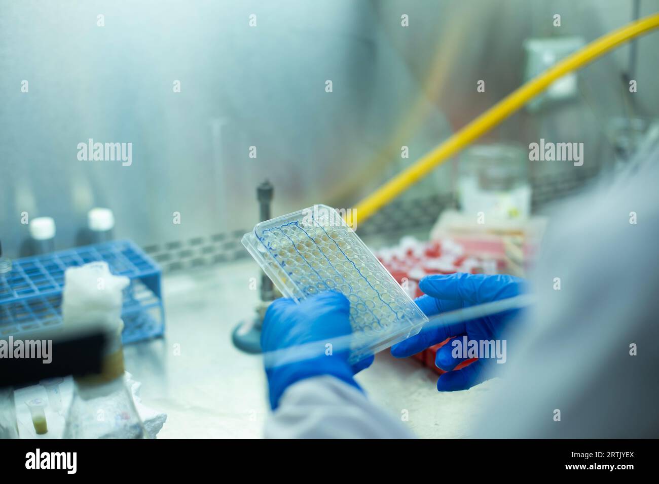 cell culture and microbiology laboratory, cancer biology Stock Photo ...