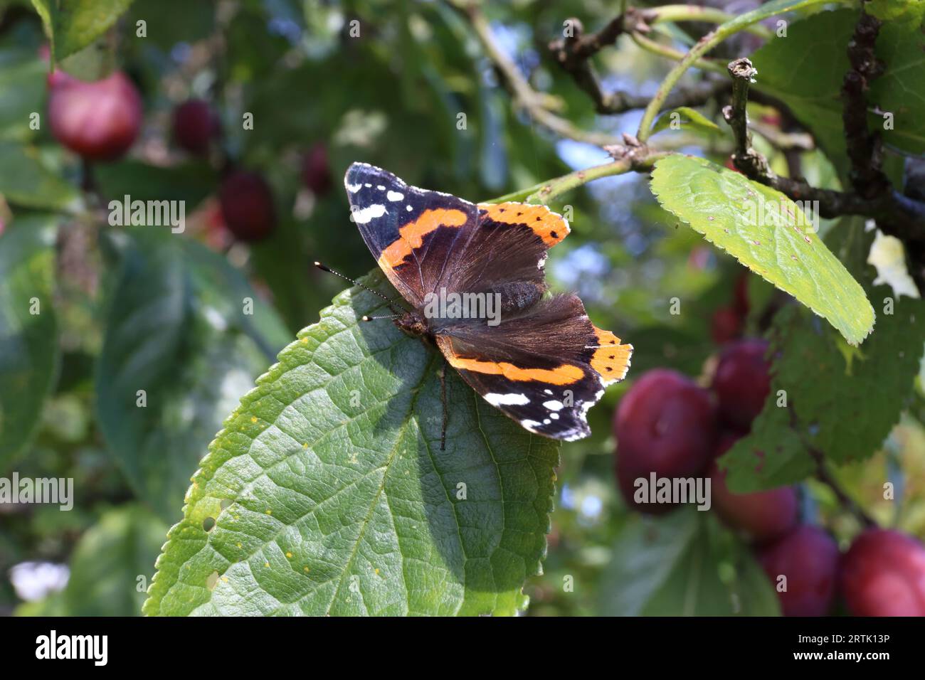 Rebecca Atalanta, or Red Admiral butterfly as is better known, rests with open wings on the leaf of a Victoria Plum Tree. Stock Photo