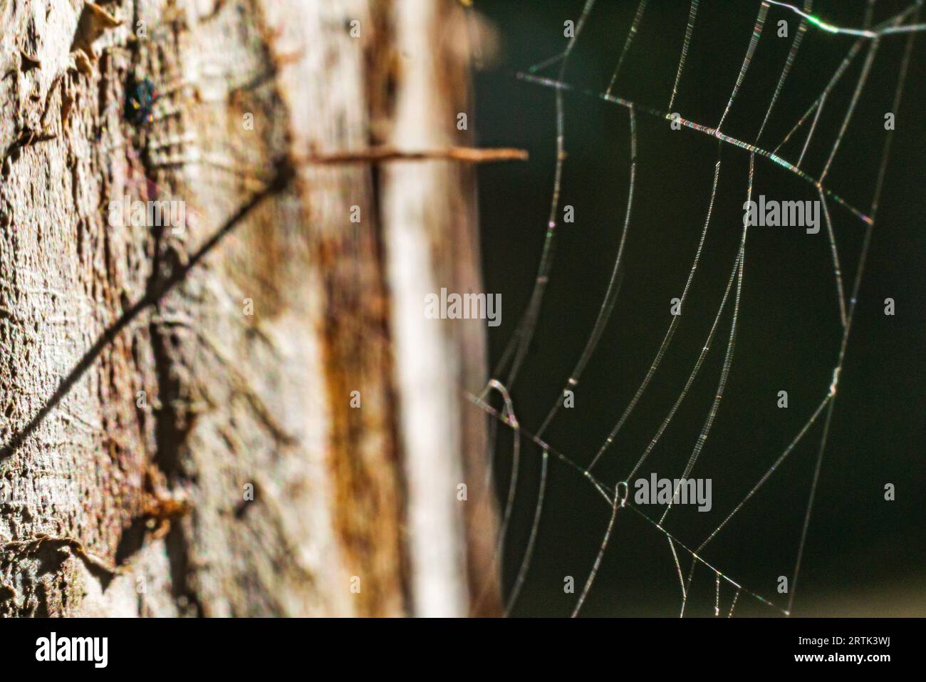 Spinning threads wildlife hi-res stock photography and images - Alamy